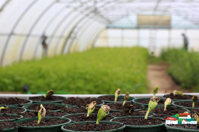 Das slideshow-Fenster „Impressionen aus der Gärtnerei in der Siedlung Bühel“ anzeigen ...