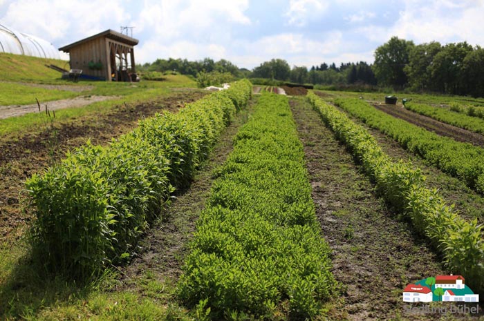Das slideshow-Fenster „Impressionen aus der Gärtnerei in der Siedlung Bühel“ anzeigen ...